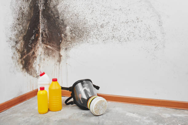 Best Commercial Mold Removal  in Republic, WA