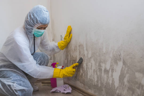 Professional Mold Removal in Republic, WA