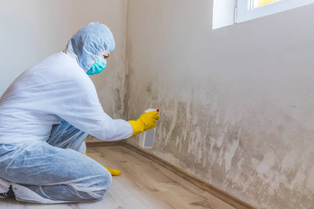 Crawl Space Mold Removal in Republic, WA