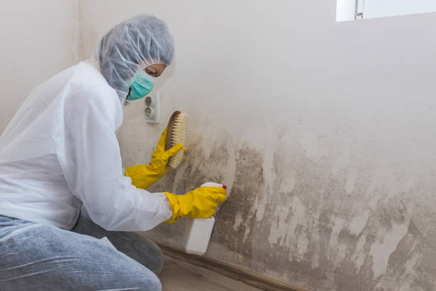 Best Emergency Mold Removal  in Republic, WA