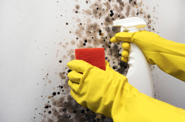 Best Crawl Space Mold Removal  in Republic, WA