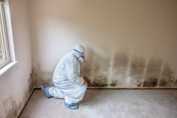Best Local Mold Removal Service  in Republic, WA