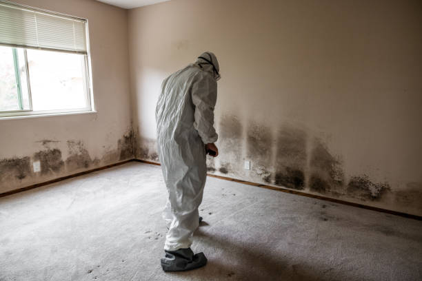 Best Attic Mold Removal  in Republic, WA
