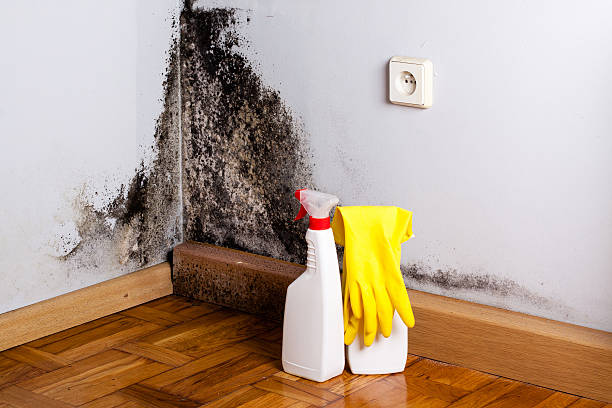 Mold Removal Process in Republic, WA