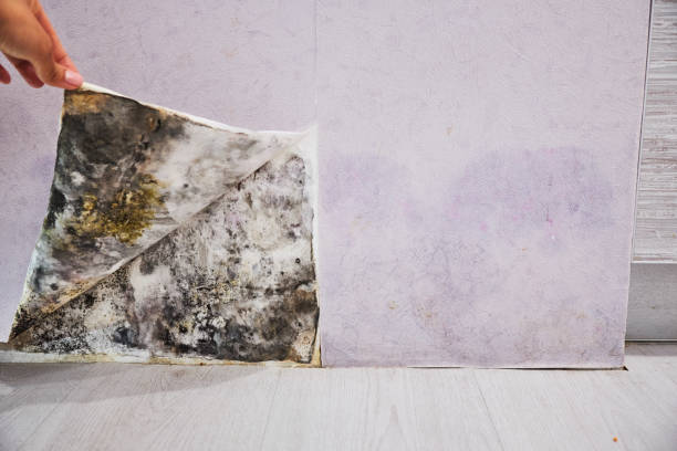 Best Same-Day Mold Removal  in Republic, WA